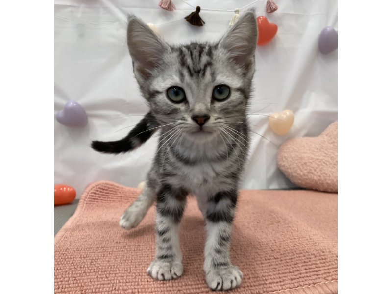 福岡県のアメリカンショートヘアー (ワンラブペットワイド若松店(FC)/2025年12月4日生まれ/男の子/シルバータビー)の子猫の2枚目の画像