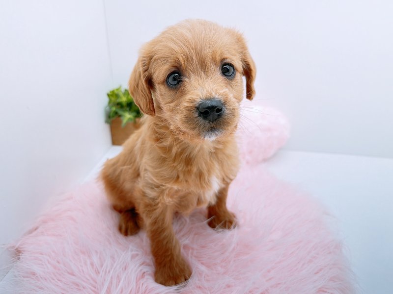 愛知県のラブラドゥードル(ラブラドールレトリーバー×プードル) (ワンラブペッツビレッジ アピタ木曽川店(FC)/2025年11月29日生まれ/男の子/アプリコット)の子犬の2枚目の画像
