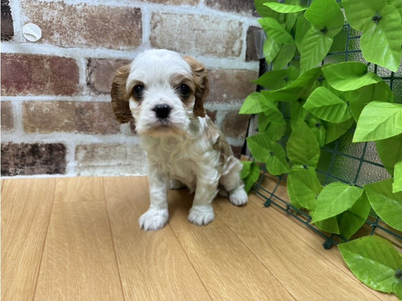 福島県のキャバリアキングチャールズスパニエル (ワンラブカインズ白河モール店(FC)/2025年12月13日生まれ/男の子/ブレンハイム)の子犬の2枚目の画像