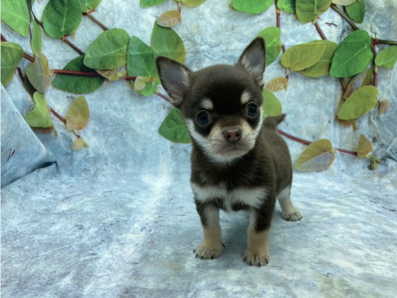 埼玉県のチワワ(ロング) (ワンラブカインズ北本店(FC)/2025年12月13日生まれ/男の子/チョコレートタンホワイト)の子犬の2枚目の画像