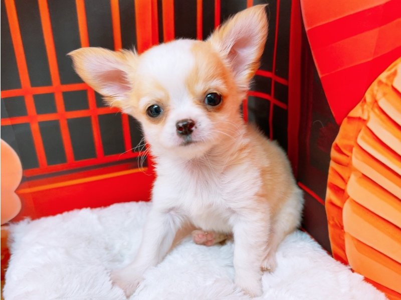 愛知県のチワワ(ロング) (ワンラブカインズ豊田四郷店(FC)/2025年12月9日生まれ/男の子/クリームホワイト)の子犬の2枚目の画像