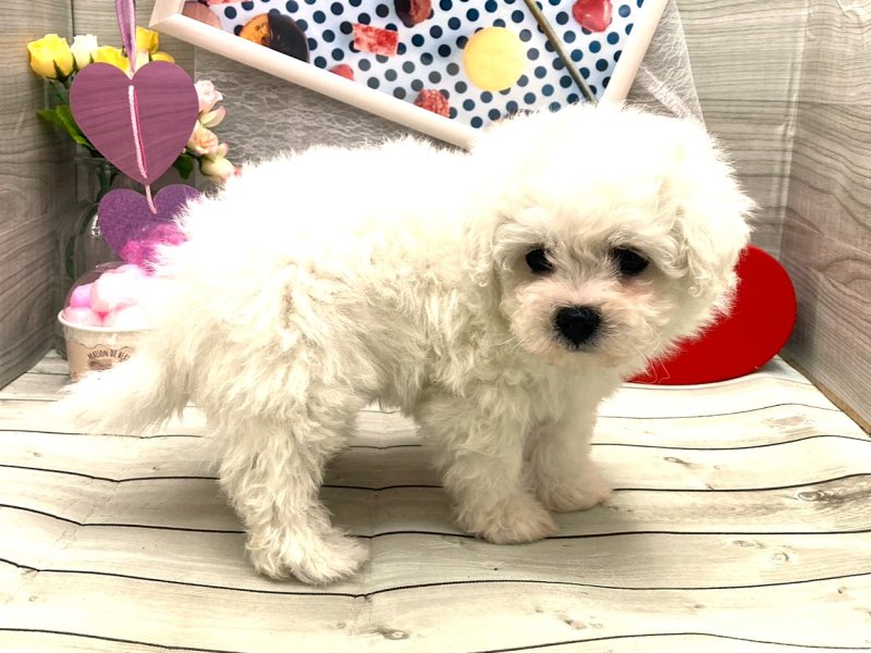 京都府のビションフリーゼ (ワンラブカインズ木津川店(FC)/2025年12月13日生まれ/女の子/ホワイト)の子犬の2枚目の画像