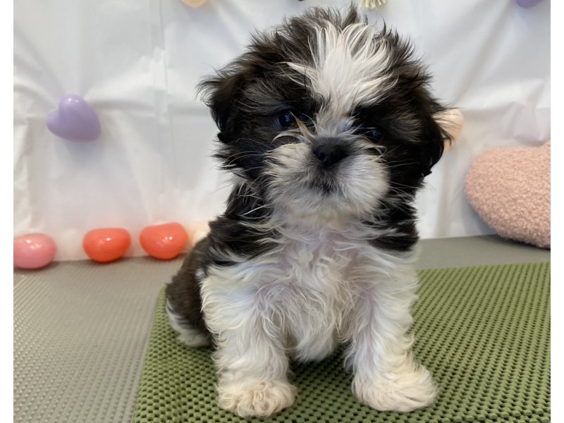 福岡県のシーズー (ワンラブペットワイド若松店(FC)/2025年12月4日生まれ/女の子/ゴールドホワイト)の子犬の2枚目の画像