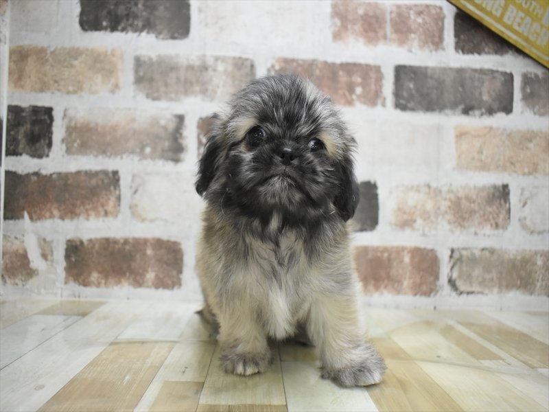 和歌山県のチワズー/チワシーズ(チワワ×シーズー) (ワンラブイズミヤ和歌山店/2025年12月17日生まれ/男の子/フォーン)の子犬の2枚目の画像