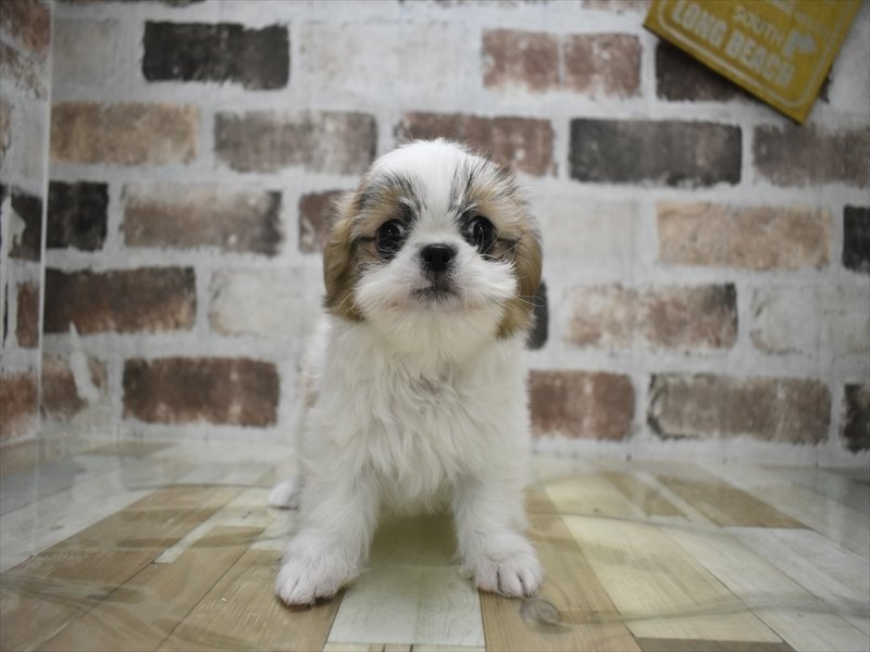 三重県のチワズー/チワシーズ(チワワ×シーズー) (ワンラブイオンタウン桑名新西方店/2025年12月17日生まれ/男の子/ホワイトゴールド)の子犬の2枚目の画像
