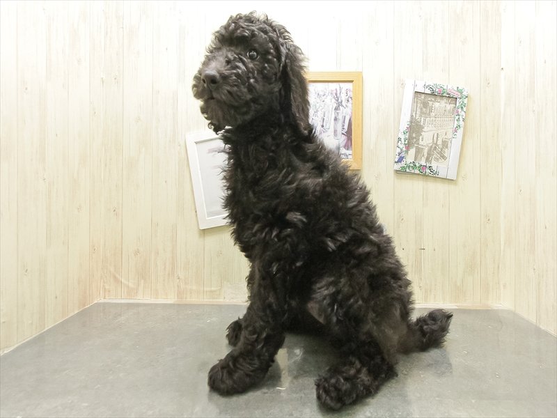 岐阜県のスタンダードプードル (ワンラブ関山王通り店(FC)/2025年12月22日生まれ/女の子/グレー)の子犬の2枚目の画像