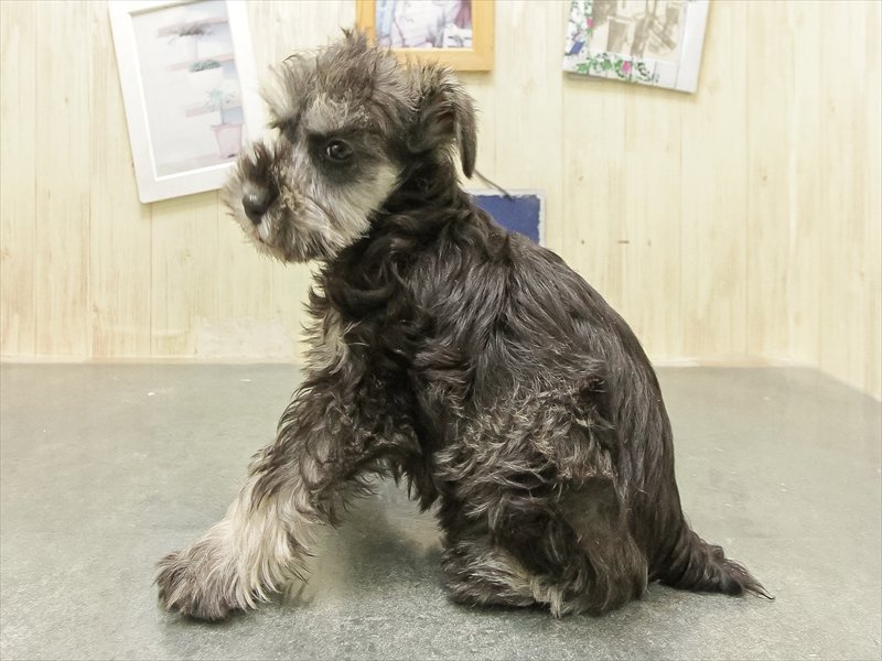 愛知県のミニチュアシュナウザー (ワンラブホームセンターバロー千音寺店(FC)/2025年12月22日生まれ/女の子/ソルトペッパー)の子犬の2枚目の画像