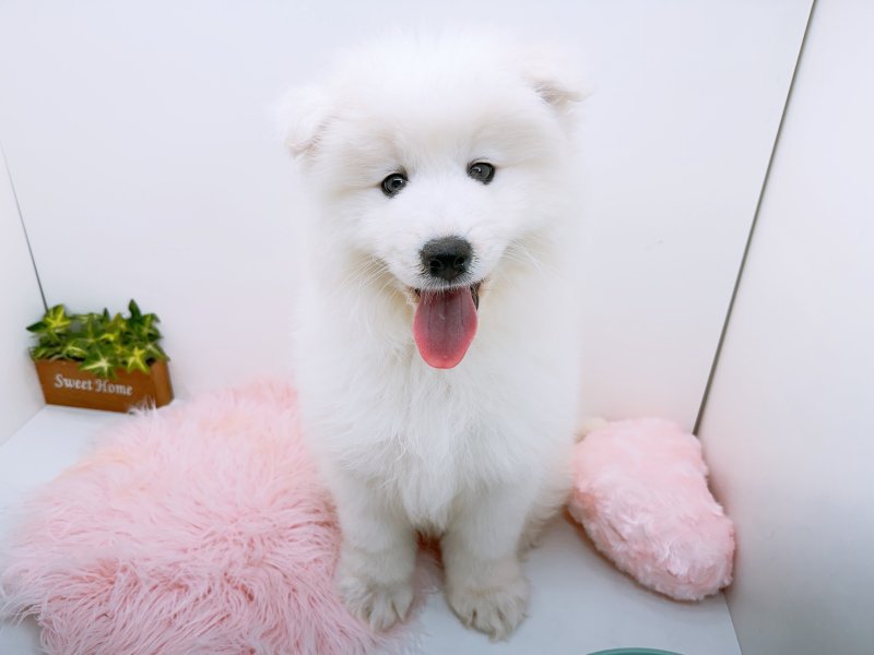 愛知県のサモエド (ワンラブカインズ小牧店(FC)/2025年12月12日生まれ/男の子/ホワイト)の子犬の2枚目の画像