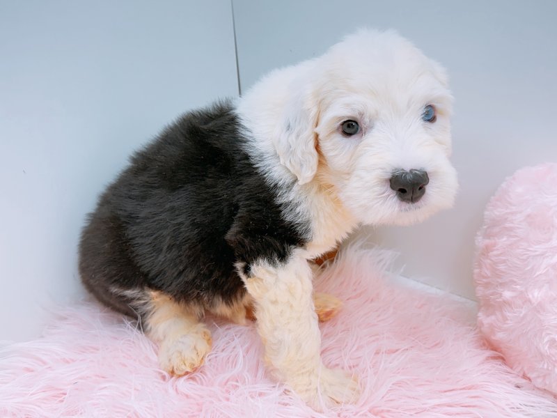 愛知県のオールドイングリッシュシープドッグ (ワンラブカインズ小牧店(FC)/2025年12月20日生まれ/男の子/ホワイトブラック)の子犬の2枚目の画像