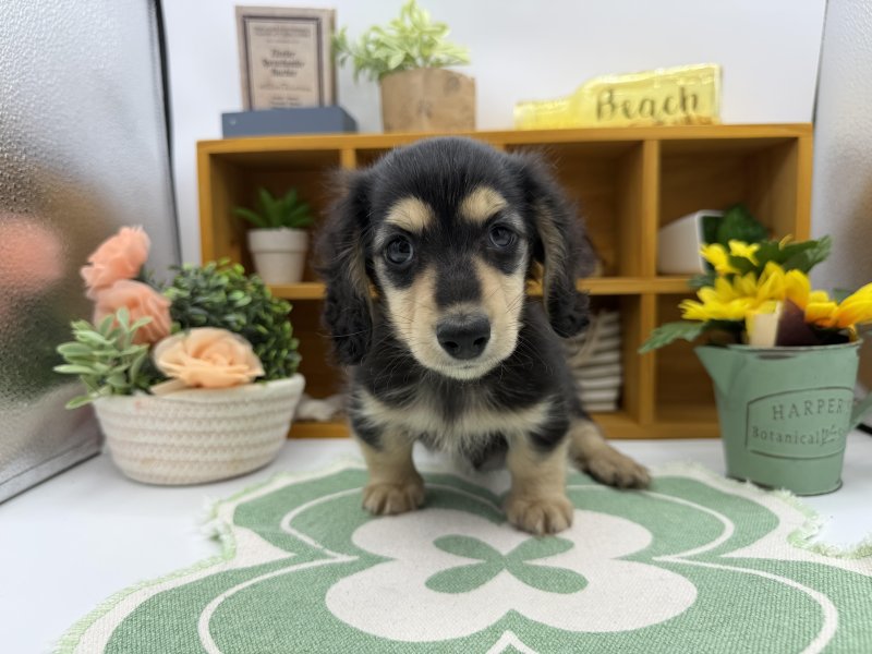 静岡県のカニンヘンダックスフンド(ロング) (ワンラブカインズ清水店(FC)/2025年12月9日生まれ/男の子/ブラックイエロー)の子犬の2枚目の画像