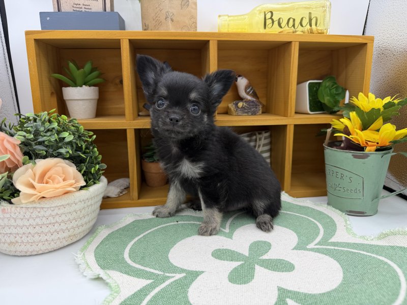 静岡県のチワワ(ロング) (ワンラブカインズ清水店(FC)/2025年12月17日生まれ/男の子/ブラックタン)の子犬の2枚目の画像