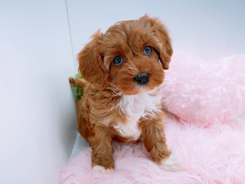 愛知県のキャバプー(キャバリア×プードル) (ワンラブカインズ小牧店(FC)/2025年12月27日生まれ/女の子/ルビーホワイト)の子犬の2枚目の画像