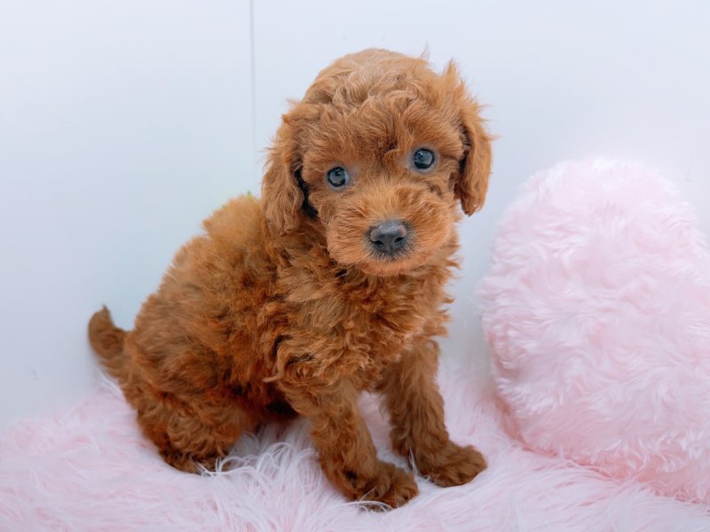 愛知県のトイプードル(トイ) (ワンラブペッツビレッジ アピタ木曽川店(FC)/2025年12月28日生まれ/女の子/レッド)の子犬の2枚目の画像