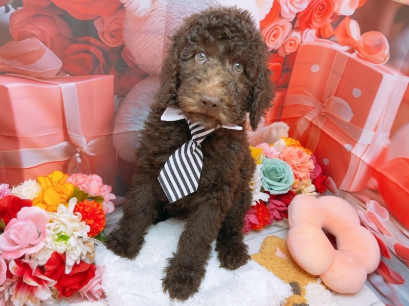 愛知県のスタンダードプードル (ワンラブカインズ豊田四郷店(FC)/2025年12月22日生まれ/男の子/ブラウン)の子犬の2枚目の画像