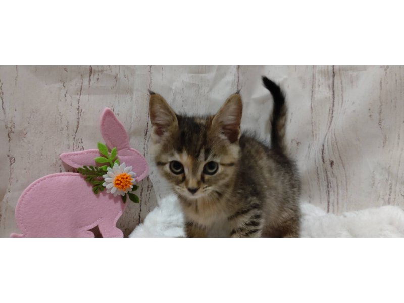 埼玉県のマンチカン (ワンラブカインズ羽生店(FC)/2025年12月24日生まれ/女の子/ブラウンパッチドタビー)の子猫の2枚目の画像