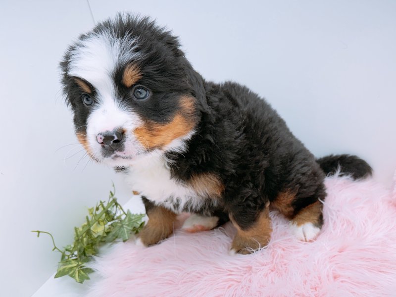 愛知県のバーニーズマウンテンドッグ (ワンラブカインズ小牧店(FC)/2026年1月3日生まれ/男の子/ブラックラストホワイト)の子犬の2枚目の画像