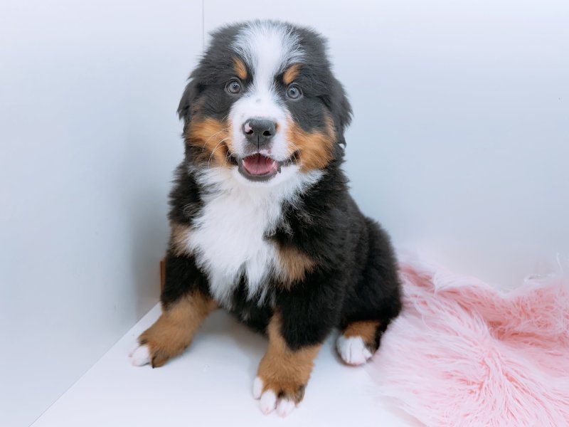 愛知県のバーニーズマウンテンドッグ (ワンラブカインズ小牧店(FC)/2026年1月3日生まれ/男の子/ブラックラストホワイト)の子犬の2枚目の画像