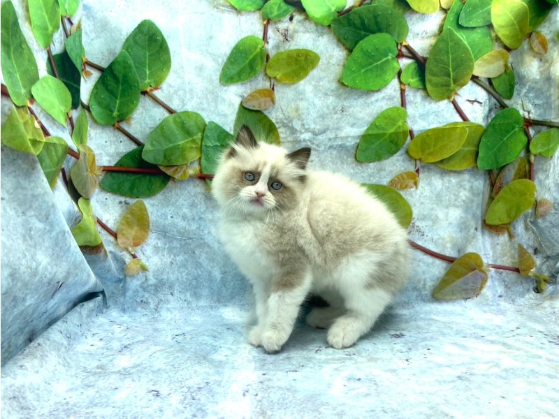 埼玉県のラグドール (ワンラブカインズ北本店(FC)/2026年1月3日生まれ/男の子/シールポイントバイカラー)の子猫の2枚目の画像