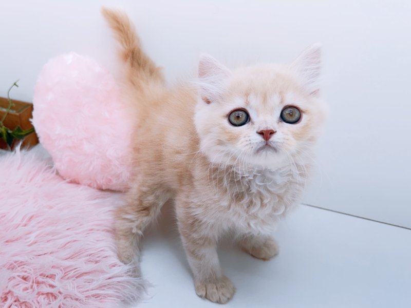 愛知県のミヌエット (ワンラブカインズ小牧店(FC)/2026年1月3日生まれ/男の子/クリームタビー)の子猫の2枚目の画像