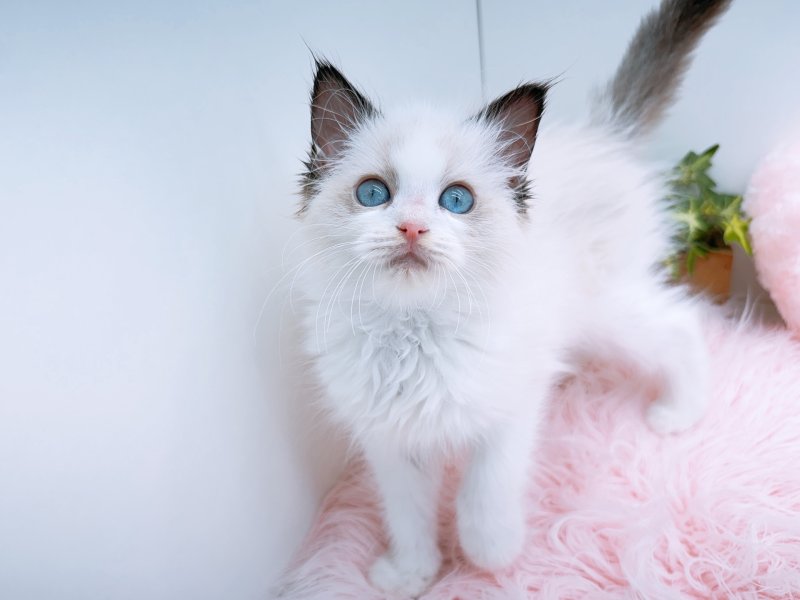 愛知県のラグドール (ワンラブカインズ小牧店(FC)/2026年1月9日生まれ/女の子/シールポイントバイカラー)の子猫の2枚目の画像