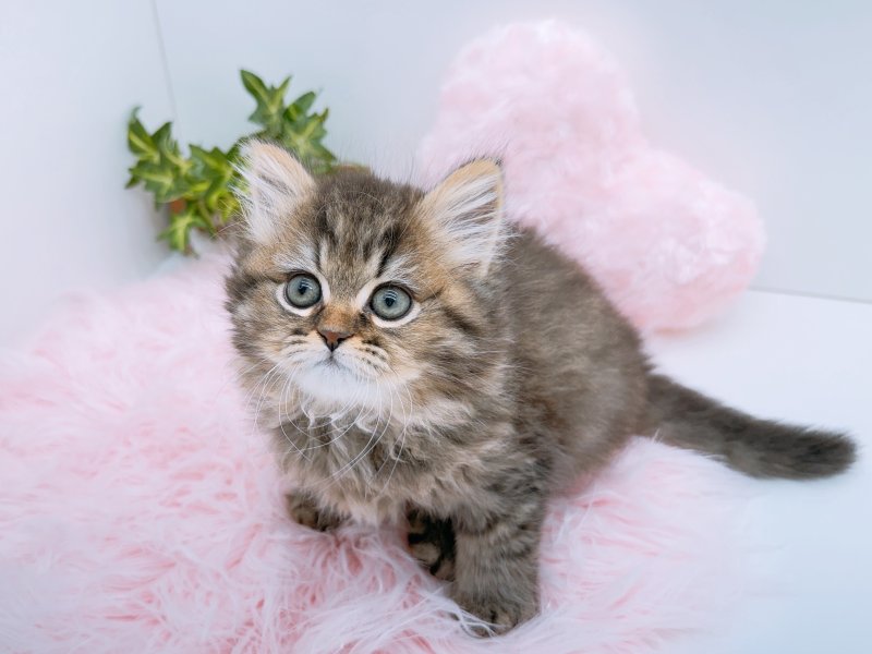 愛知県のミヌエット (ワンラブカインズ小牧店(FC)/2026年1月3日生まれ/女の子/チンチラゴールデン)の子猫の2枚目の画像