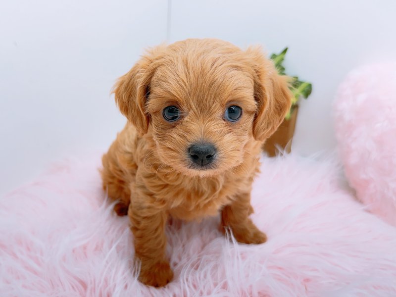 愛知県のチワプー/プーチー(チワワ×プードル) (ワンラブカインズ小牧店(FC)/2026年1月9日生まれ/女の子/アプリコット)の子犬の2枚目の画像