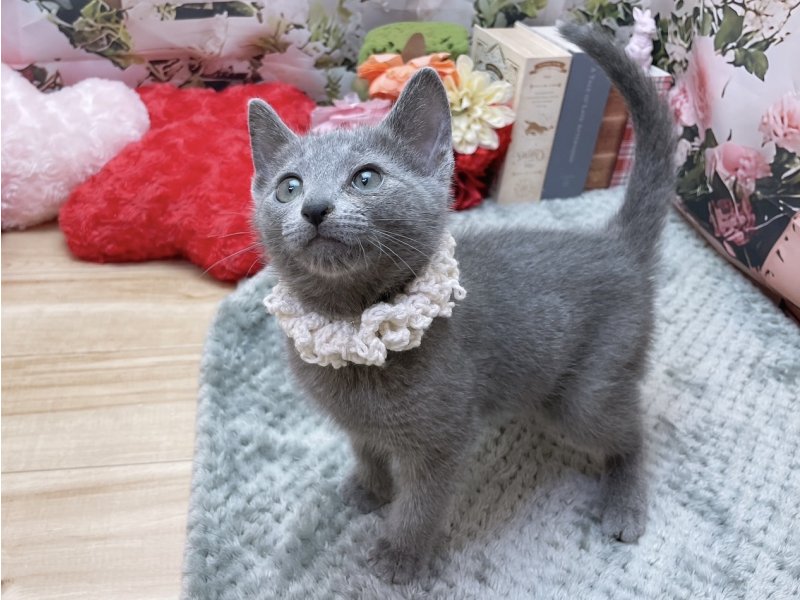 岐阜県のロシアンブルー (ワンラブホームセンターバロー北方店(FC)/2026年1月3日生まれ/男の子/ブルー)の子猫の2枚目の画像
