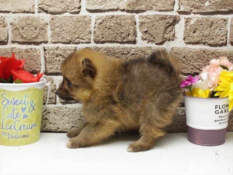 島根県のポメラニアン (ワンラブアクロスガーデン松江乃白店/2026年1月11日生まれ/男の子/オレンジ)の子犬の2枚目の画像