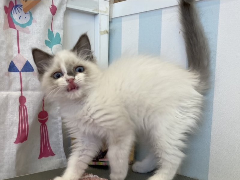 福岡県のラグドール (ワンラブペットワイド若松店(FC)/2025年12月16日生まれ/男の子/ブルーポイントバイカラー)の子猫の2枚目の画像