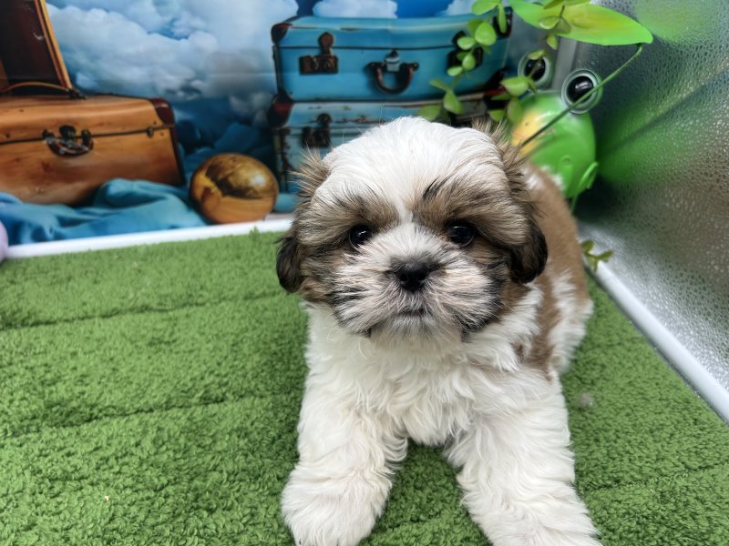 福岡県のシーズー (ワンラブﾎｰﾑﾜｲﾄﾞ ﾍﾟｯﾄ＆ｸﾞﾘｰﾝ和白店(FC)/2025年12月27日生まれ/男の子/ゴールドホワイト)の子犬の2枚目の画像