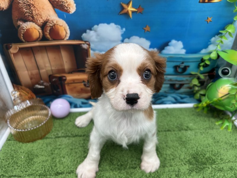 福岡県のキャバリアキングチャールズスパニエル (ワンラブﾎｰﾑﾜｲﾄﾞ ﾍﾟｯﾄ＆ｸﾞﾘｰﾝ和白店(FC)/2026年1月13日生まれ/男の子/ブレンハイム)の子犬の2枚目の画像