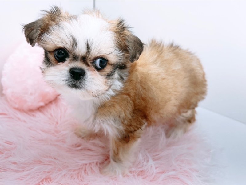 愛知県のペキシーズー/ペキズー(ペキニーズ×シーズー) (ワンラブカインズ小牧店(FC)/2026年1月1日生まれ/女の子/フォーン)の子犬の2枚目の画像