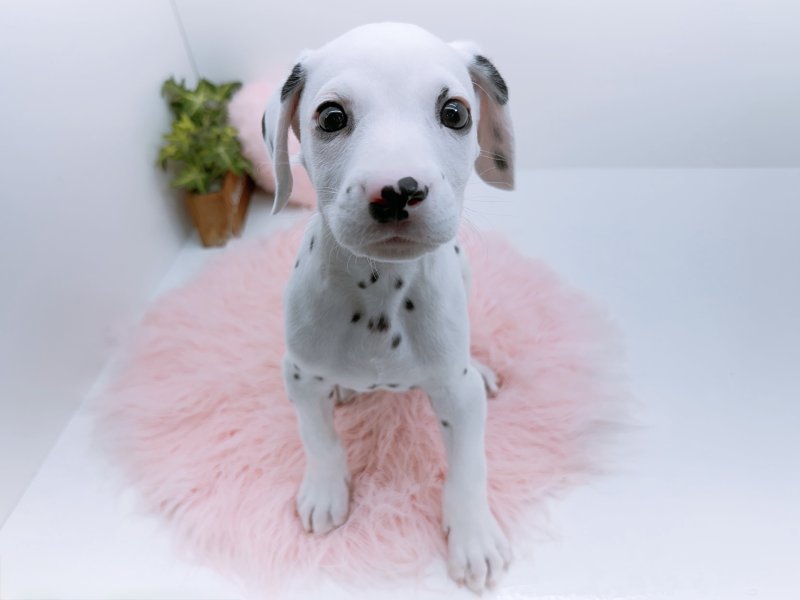 愛知県のダルメシアン (ワンラブカインズ小牧店(FC)/2026年1月10日生まれ/男の子/ブラックホワイト)の子犬の2枚目の画像