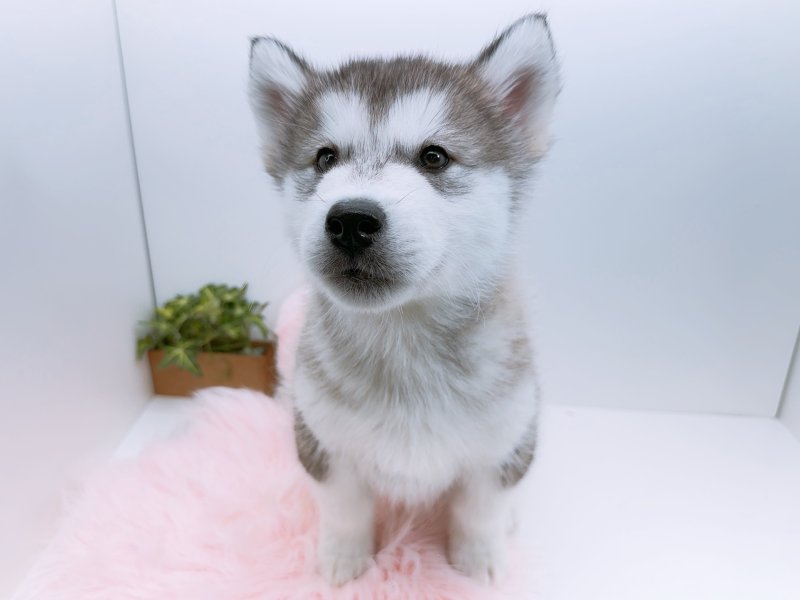 愛知県のアラスカンマラミュート (ワンラブカインズ小牧店(FC)/2026年1月17日生まれ/男の子/シルバーホワイト)の子犬の2枚目の画像