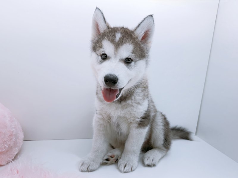 愛知県のアラスカンマラミュート (ワンラブペッツビレッジ アピタ木曽川店(FC)/2026年1月17日生まれ/男の子/シルバーホワイト)の子犬の2枚目の画像