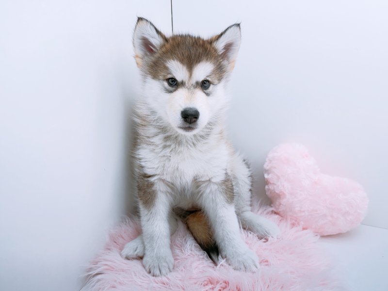 愛知県のアラスカンマラミュート (ワンラブカインズ小牧店(FC)/2026年1月17日生まれ/女の子/シルバーホワイト)の子犬の2枚目の画像