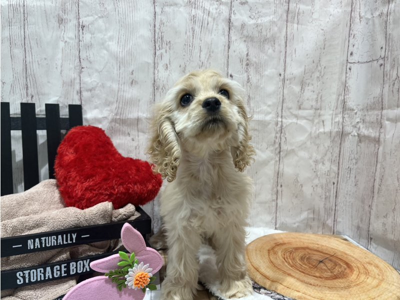 埼玉県のアメリカンコッカースパニエル (ワンラブカインズ羽生店(FC)/2025年12月21日生まれ/男の子/バフ)の子犬の2枚目の画像