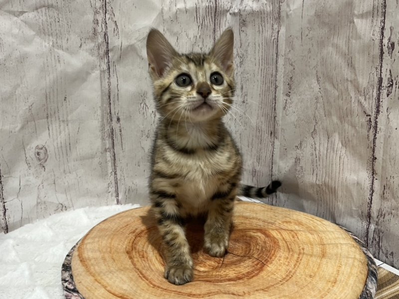 埼玉県のベンガル (ワンラブカインズ羽生店(FC)/2026年1月14日生まれ/女の子/ブラウンスポットタビー)の子猫の2枚目の画像