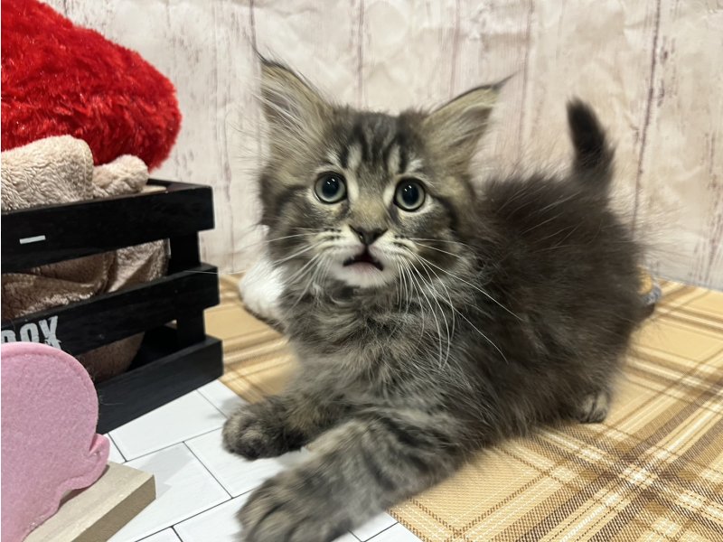 埼玉県のサイベリアン (ワンラブカインズ羽生店(FC)/2026年1月9日生まれ/女の子/ブラウンタビー)の子猫の2枚目の画像