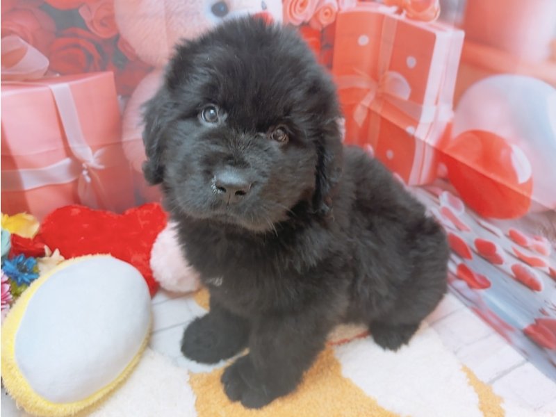 愛知県のニューファンドランド (ワンラブカインズ豊田四郷店(FC)/2026年1月17日生まれ/男の子/ブラック)の子犬の2枚目の画像