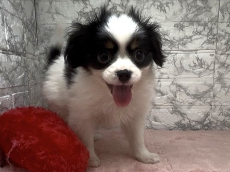 宮崎県のハーフ犬・ミックス犬 (ワンラブホームワイドプラス都城店(FC)/2026年1月6日生まれ/男の子/トライカラー)の子犬の2枚目の画像