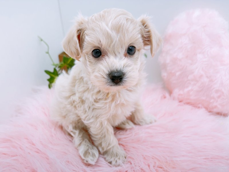 愛知県のマルプー(マルチーズ×プードル) (ワンラブカインズ小牧店(FC)/2026年1月22日生まれ/女の子/アプリコット)の子犬の2枚目の画像