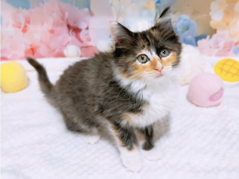 大阪府のメインクーン (ワンラブカインズ太子店(FC)/2026年1月25日生まれ/女の子/トーティーシェルホワイト)の子猫の2枚目の画像