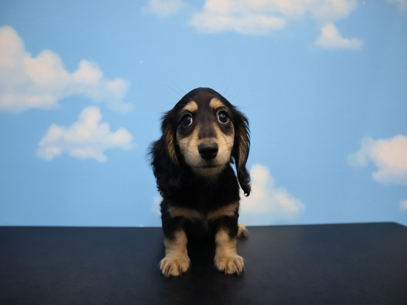 三重県のミニチュアダックスフンド(ロング) (ワンラブカインズ明和店(FC)/2026年1月25日生まれ/女の子/ブラックイエロー)の子犬の2枚目の画像