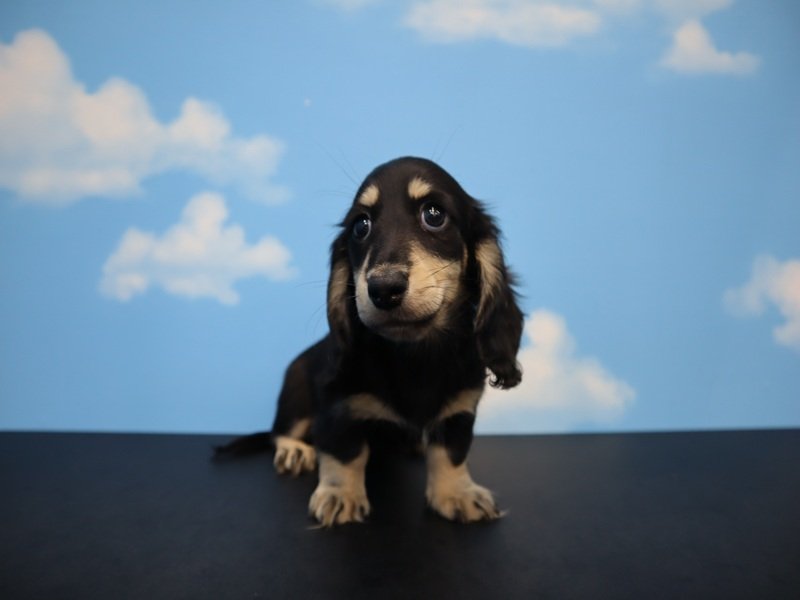 愛知県のミニチュアダックスフンド(ロング) (ワンラブドン・キホーテ緑店(FC)/2026年1月25日生まれ/女の子/ブラックイエロー)の子犬の2枚目の画像