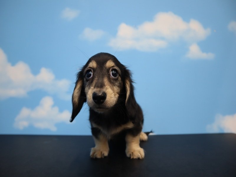 三重県のミニチュアダックスフンド(ロング) (ワンラブバローミタス伊勢店(FC)/2026年1月25日生まれ/女の子/ブラックイエロー)の子犬の2枚目の画像