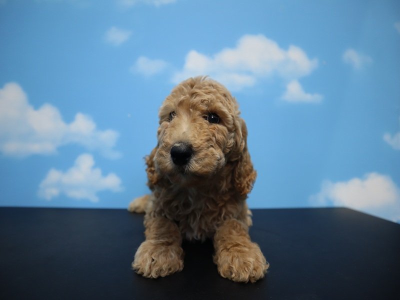 大阪府のスタンダードプードル (ワンラブおっきなもふもふ大阪総本店(FC)/2026年1月27日生まれ/女の子/レッド)の子犬の2枚目の画像