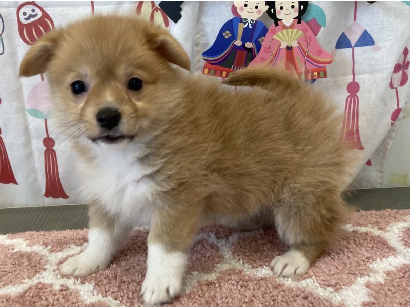 福岡県のポメコーギー(ポメラニアン×コーギー) (ワンラブペットワイド若松店(FC)/2026年1月26日生まれ/女の子/セーブルホワイト)の子犬の2枚目の画像