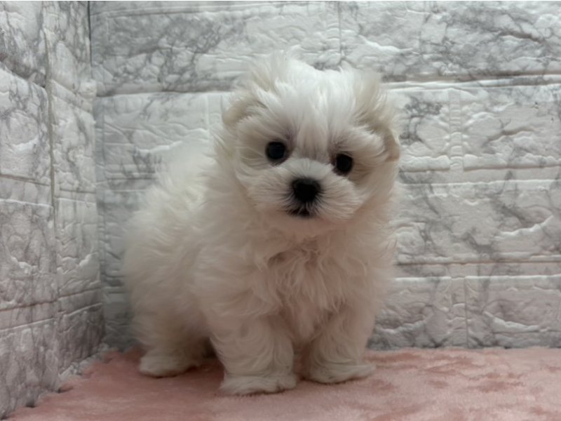 宮崎県のマルプー(マルチーズ×プードル) (ワンラブホームワイドプラス都城店(FC)/2025年12月27日生まれ/男の子/その他色)の子犬の2枚目の画像