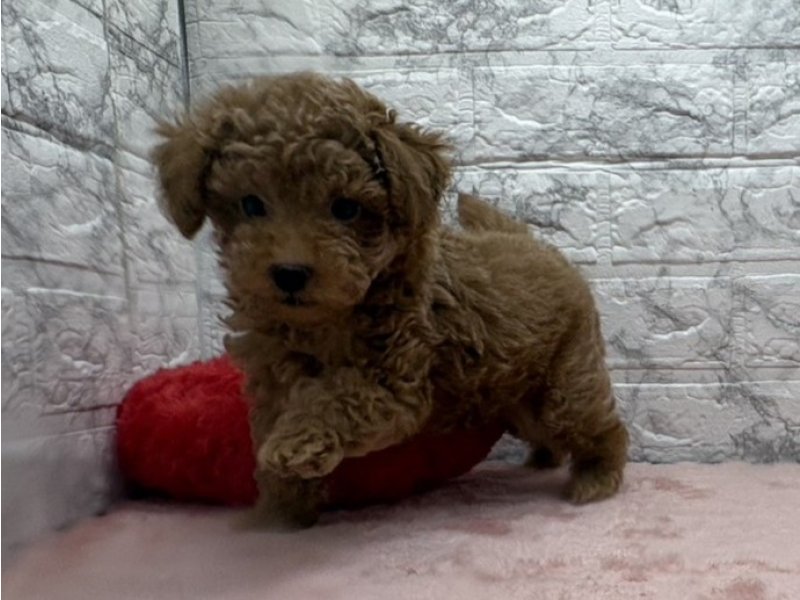 宮崎県のトイプードル(トイ) (ワンラブホームワイドプラス都城店(FC)/2026年1月22日生まれ/男の子/レッド)の子犬の2枚目の画像